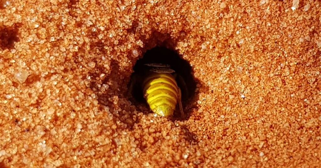 Sand Wasp (subfamily Bembicinae), Alice Springs, NT