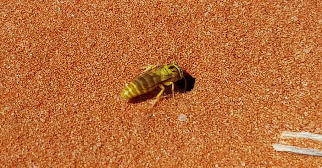 Sand Wasp (subfamily Bembicinae), Alice Springs, NT