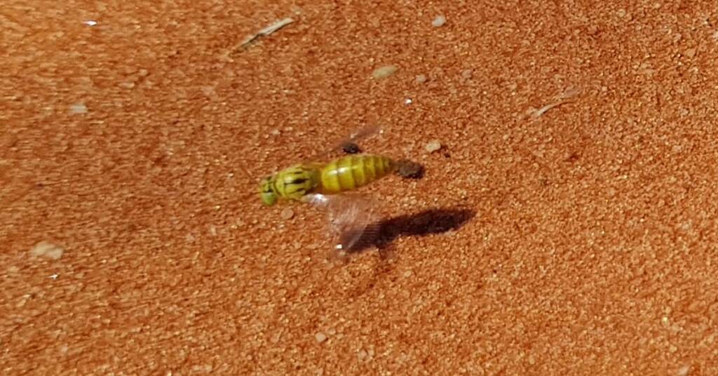 Sand Wasp (subfamily Bembicinae), Alice Springs, NT