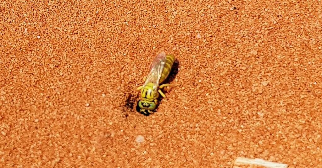 Sand Wasp (subfamily Bembicinae), Alice Springs, NT