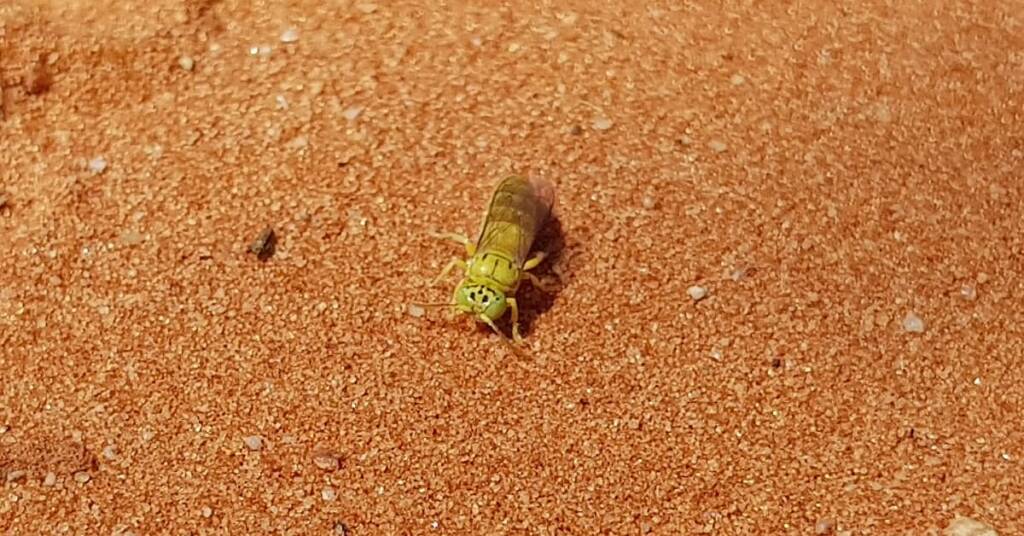 Sand Wasp (subfamily Bembicinae), Alice Springs, NT