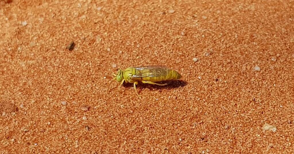 Sand Wasp (subfamily Bembicinae), Alice Springs, NT
