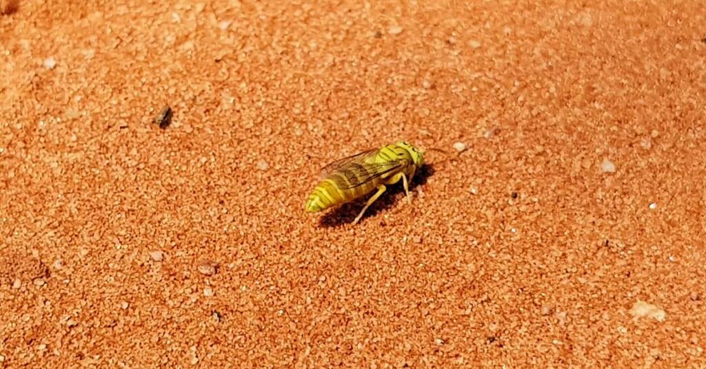 Sand Wasp (subfamily Bembicinae), Alice Springs, NT