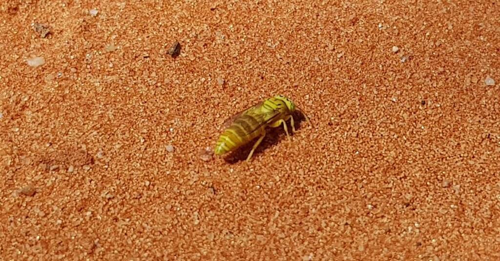 Sand Wasp (subfamily Bembicinae), Alice Springs, NT