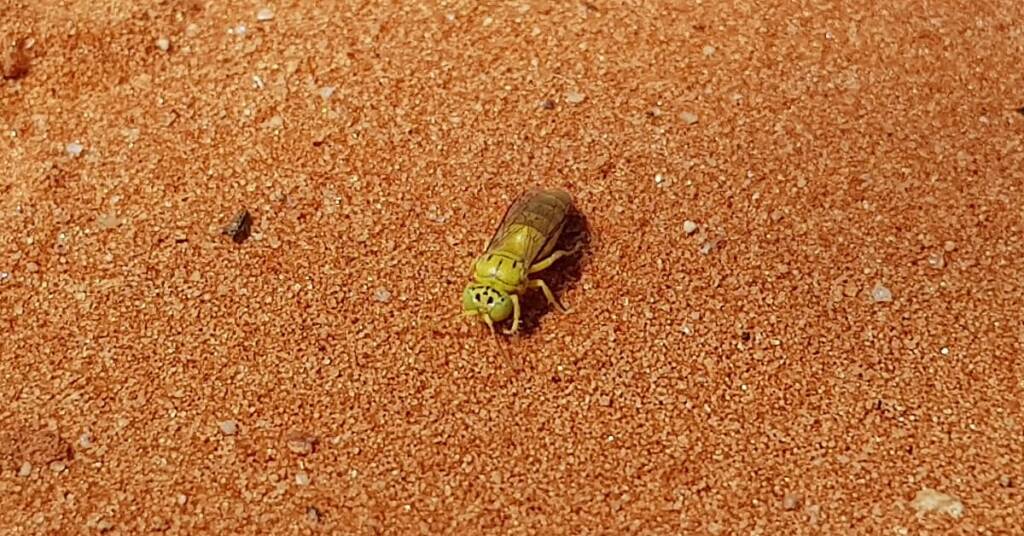 Sand Wasp (subfamily Bembicinae), Alice Springs, NT