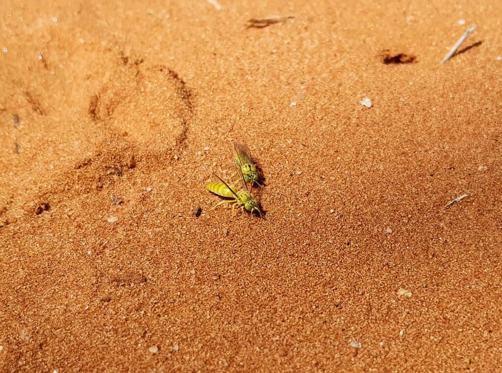 Sand Wasp (subfamily Bembicinae), Alice Springs, NT