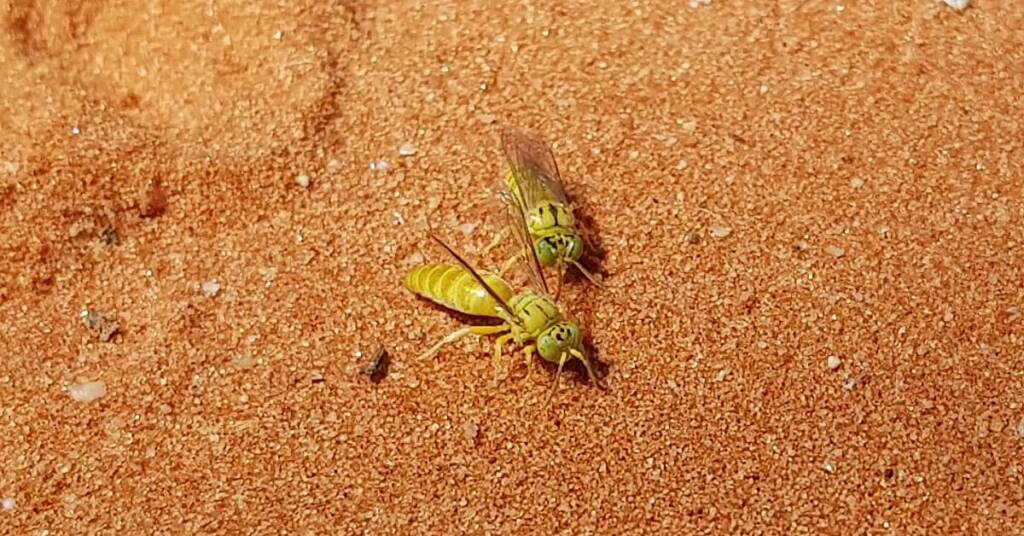 Sand Wasp (subfamily Bembicinae), Alice Springs, NT