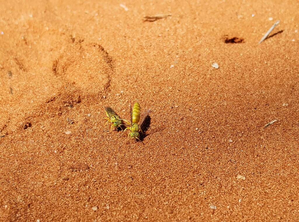 Sand Wasp (subfamily Bembicinae), Alice Springs, NT