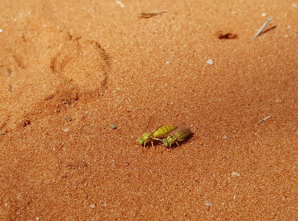 Sand Wasp (subfamily Bembicinae), Alice Springs, NT