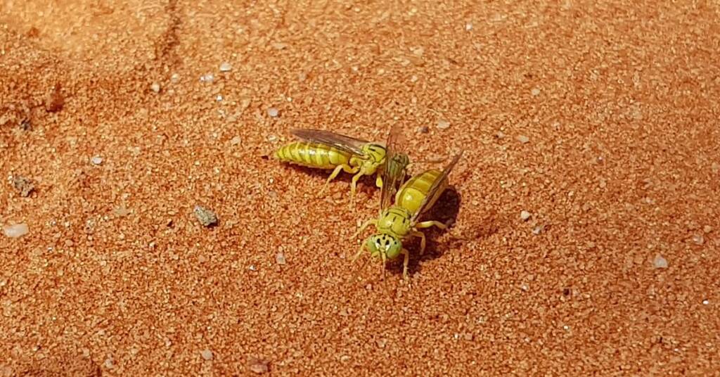 Sand Wasp (subfamily Bembicinae), Alice Springs, NT