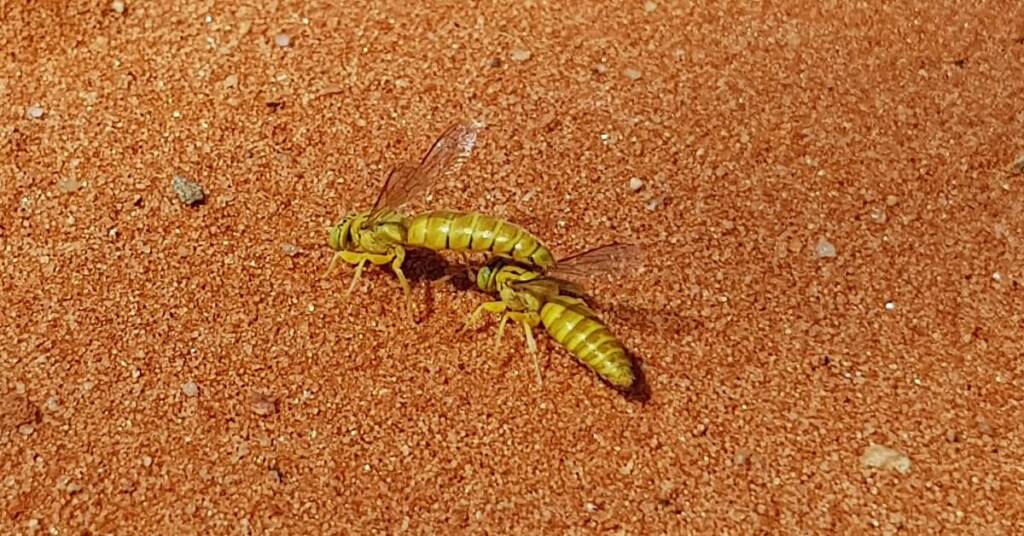 Sand Wasp (subfamily Bembicinae), Alice Springs, NT