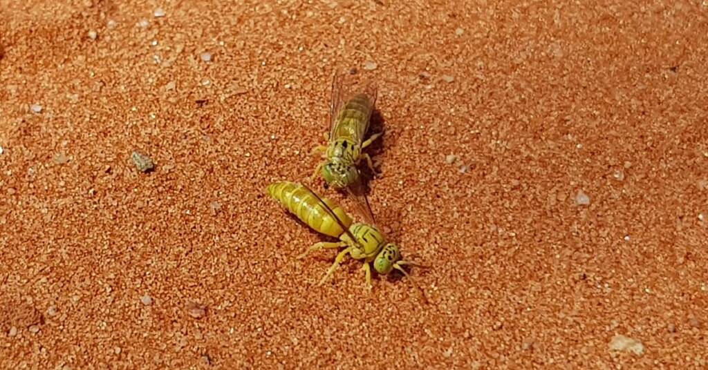 Sand Wasp (subfamily Bembicinae), Alice Springs, NT