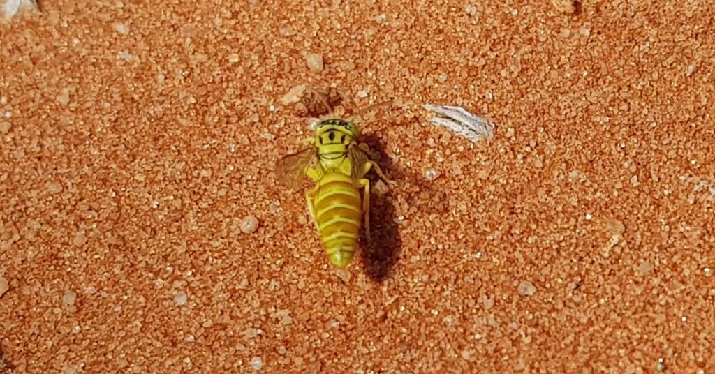 Sand Wasp (subfamily Bembicinae), Alice Springs, NT