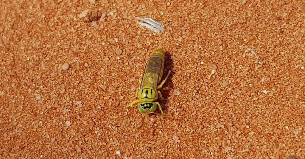 Sand Wasp (subfamily Bembicinae), Alice Springs, NT