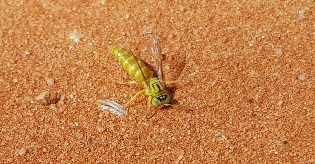 Sand Wasp (subfamily Bembicinae), Alice Springs, NT