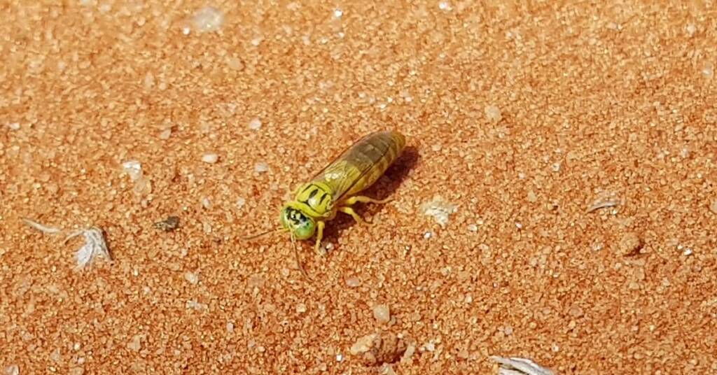 Sand Wasp (subfamily Bembicinae), Alice Springs, NT