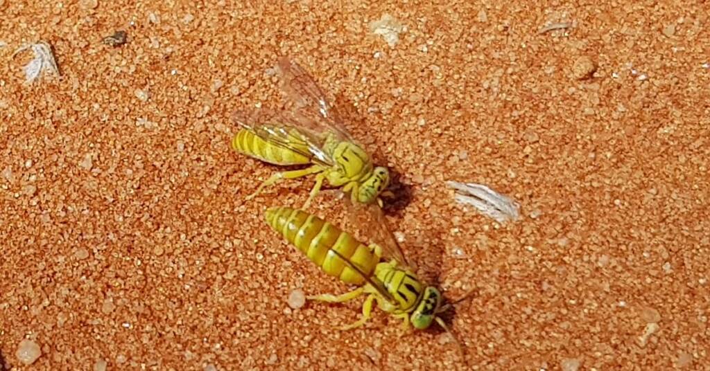 Sand Wasp (subfamily Bembicinae), Alice Springs, NT