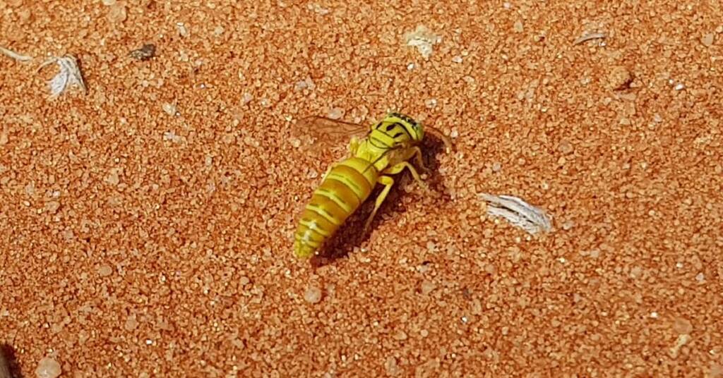Sand Wasp (subfamily Bembicinae), Alice Springs, NT