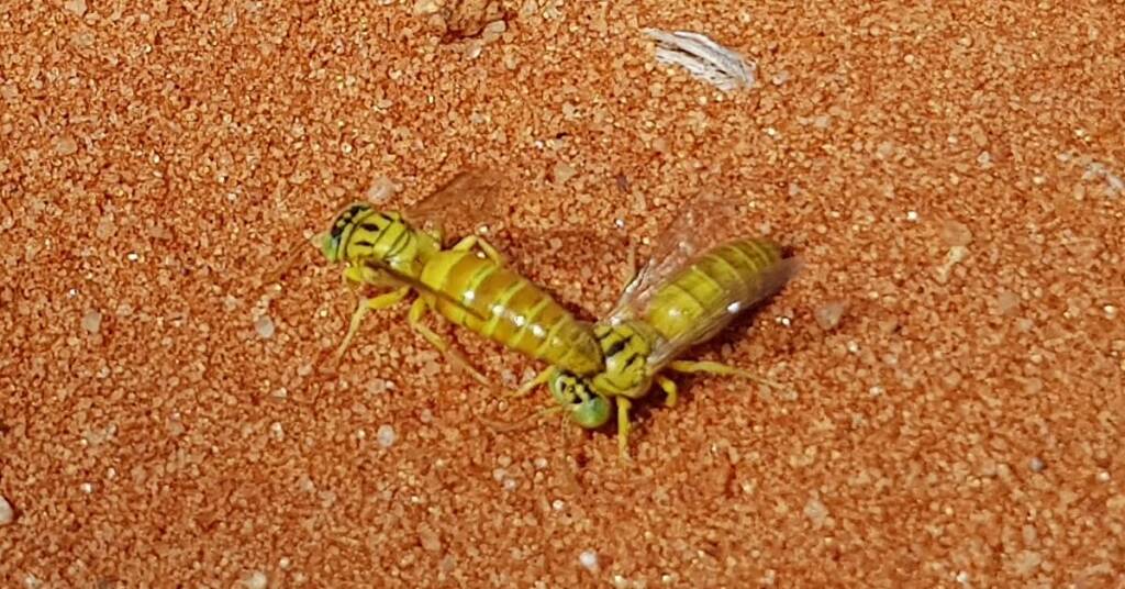 Sand Wasp (subfamily Bembicinae), Alice Springs, NT