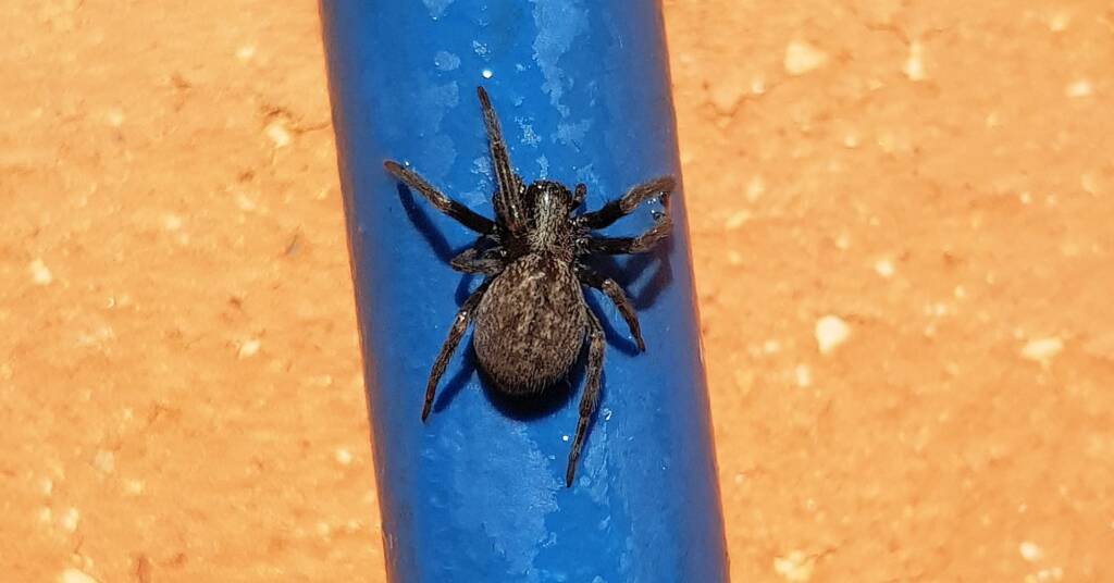 Black House Spider (Badumna insignis)