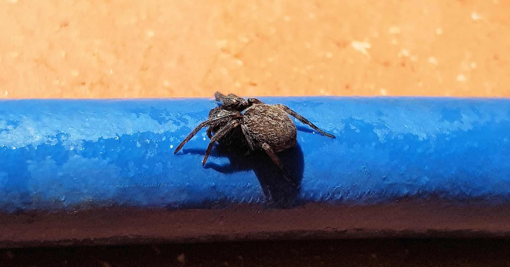 Black House Spider (Badumna insignis)