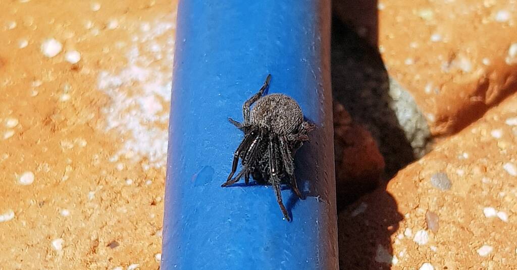Black House Spider (Badumna insignis)