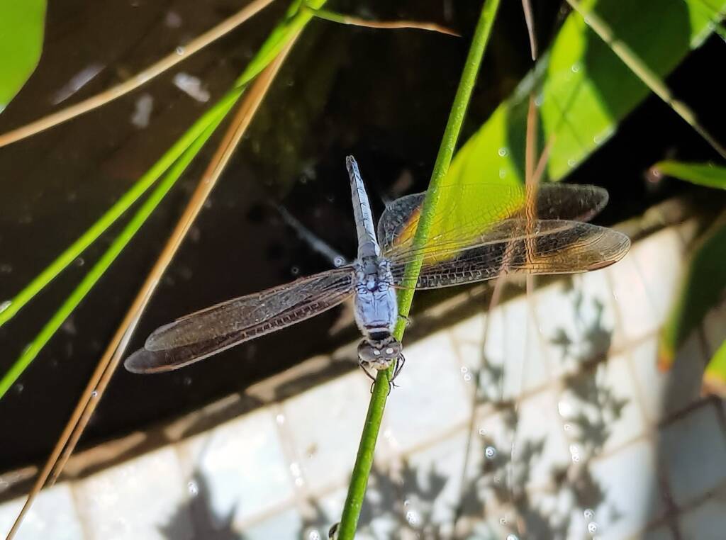 Blue Skimmer (Orthetrum caledonicum), Alice Springs, NT