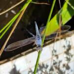 Blue Skimmer (Orthetrum caledonicum), Alice Springs, NT