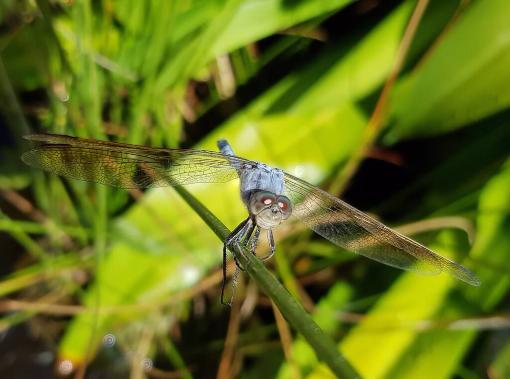 Blue Skimmer (Orthetrum caledonicum), Alice Springs, NT