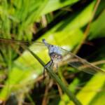 Blue Skimmer (Orthetrum caledonicum), Alice Springs, NT