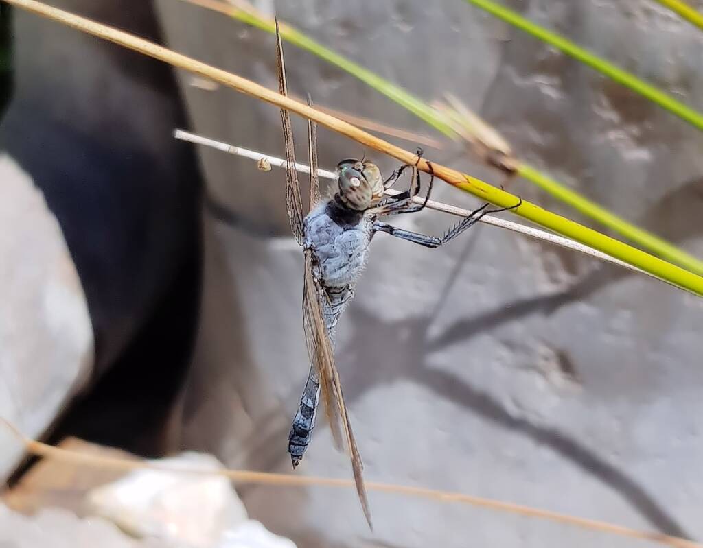 Blue Skimmer (Orthetrum caledonicum), Alice Springs, NT