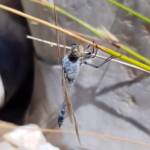 Blue Skimmer (Orthetrum caledonicum), Alice Springs, NT