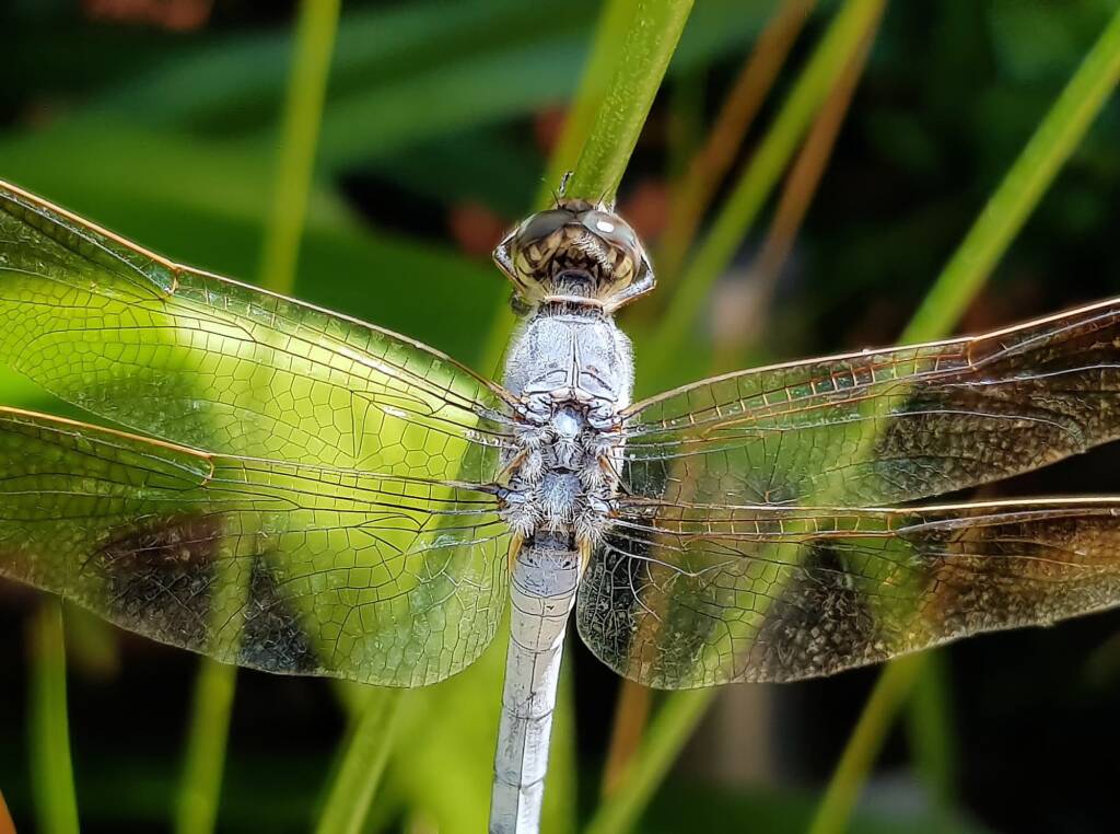 Blue Skimmer (Orthetrum caledonicum), Alice Springs, NT