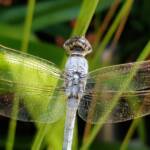 Blue Skimmer (Orthetrum caledonicum), Alice Springs, NT