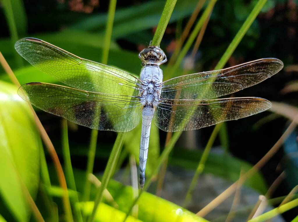 Blue Skimmer (Orthetrum caledonicum), Alice Springs, NT