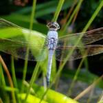 Blue Skimmer (Orthetrum caledonicum), Alice Springs, NT
