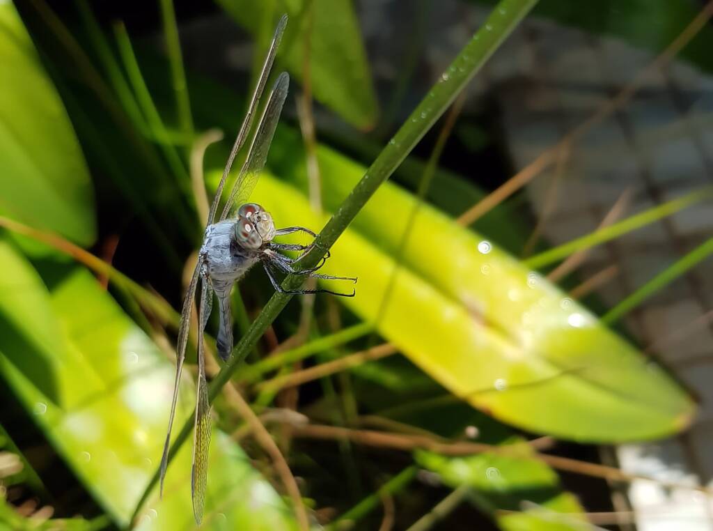 Blue Skimmer (Orthetrum caledonicum), Alice Springs, NT