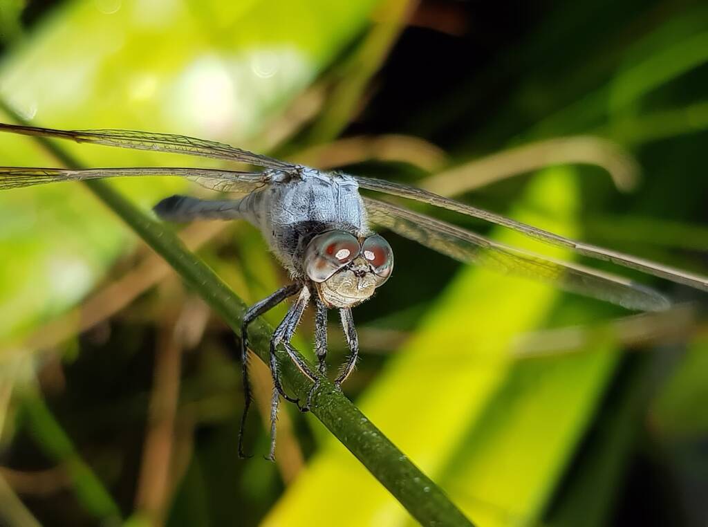 Blue Skimmer (Orthetrum caledonicum), Alice Springs, NT