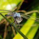 Blue Skimmer (Orthetrum caledonicum), Alice Springs, NT