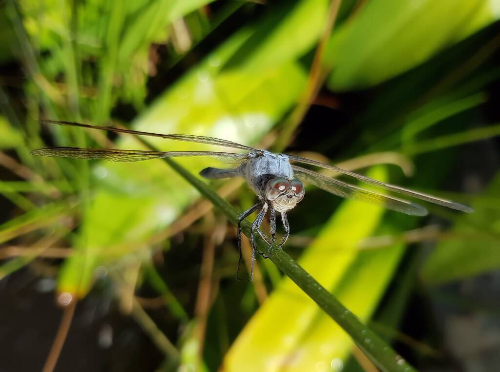 Blue Skimmer (Orthetrum caledonicum), Alice Springs, NT