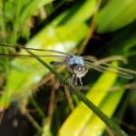Blue Skimmer (Orthetrum caledonicum), Alice Springs, NT