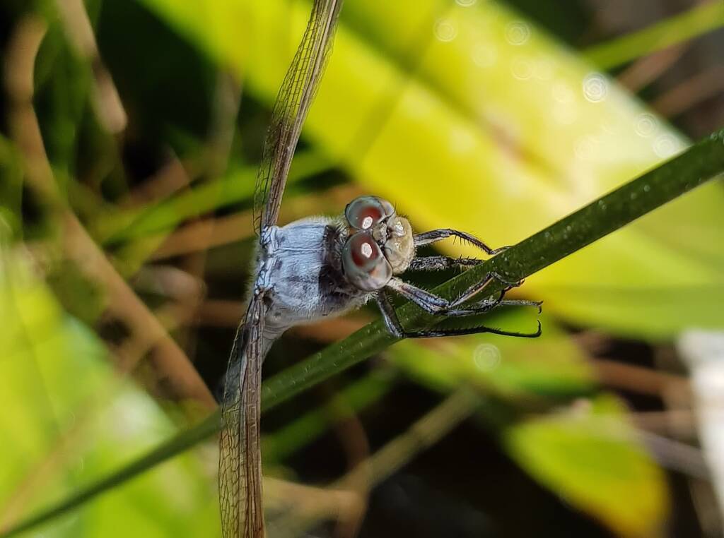 Blue Skimmer (Orthetrum caledonicum), Alice Springs, NT