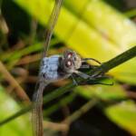 Blue Skimmer (Orthetrum caledonicum), Alice Springs, NT