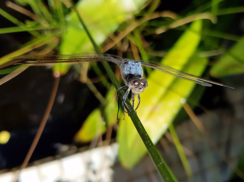 Blue Skimmer (Orthetrum caledonicum), Alice Springs, NT