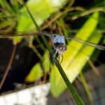 Blue Skimmer (Orthetrum caledonicum), Alice Springs, NT