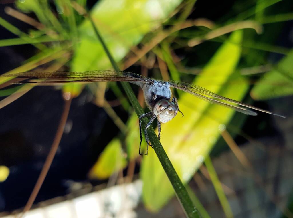 Blue Skimmer (Orthetrum caledonicum), Alice Springs, NT