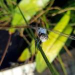 Blue Skimmer (Orthetrum caledonicum), Alice Springs, NT