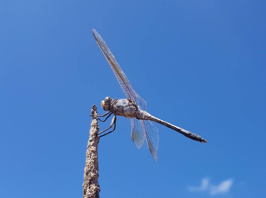 Blue Skimmer (Orthetrum caledonicum), Alice Springs, NT