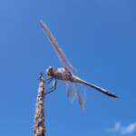 Blue Skimmer (Orthetrum caledonicum), Alice Springs, NT