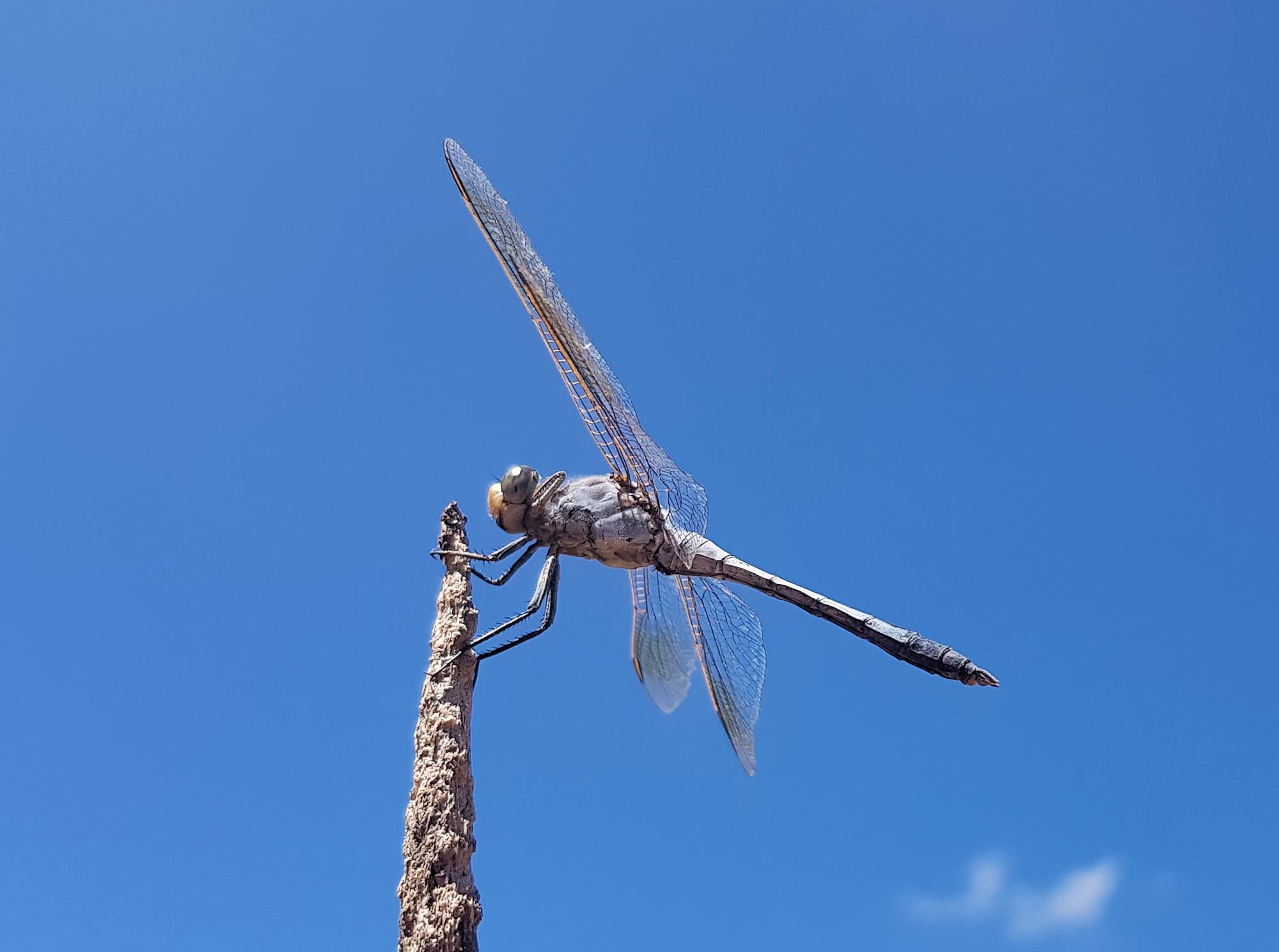 Blue Skimmer (Orthetrum caledonicum), Alice Springs, NT